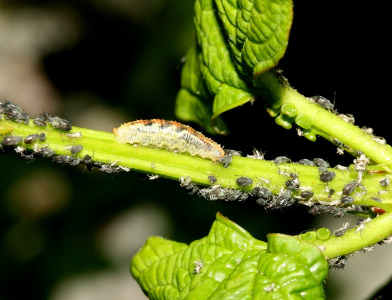 Adulto e larva di sirfide